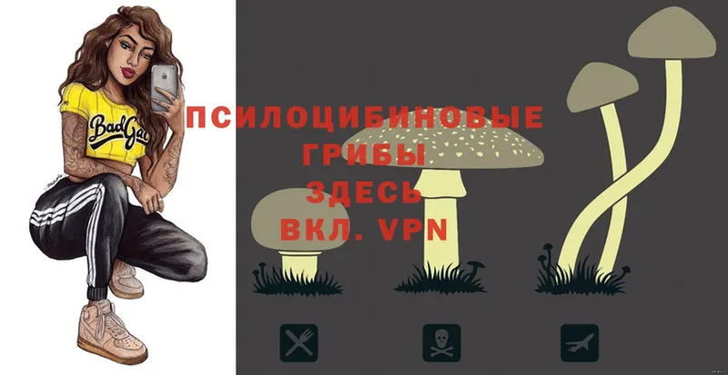 Псилоцибиновые грибы Psilocybe  Каменногорск 